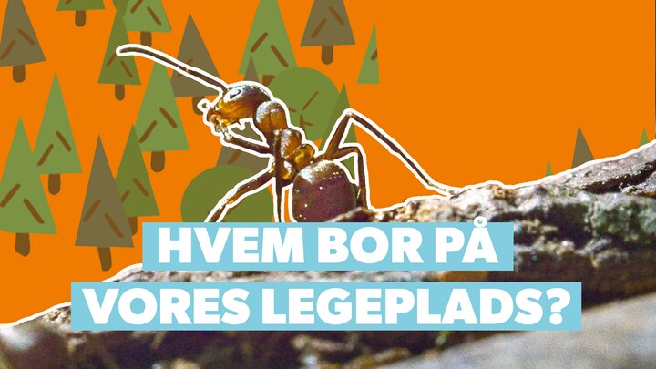 Undersøg: Hvem bor på legepladsen?