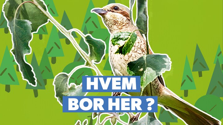 Fuglehus: Hvem bor her?