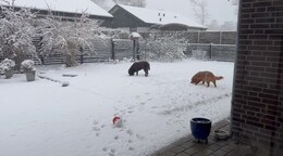 Video der heller ikke starter